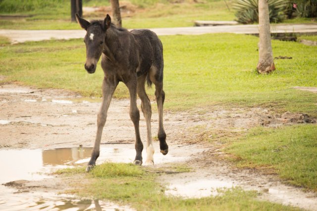 Foal Alone